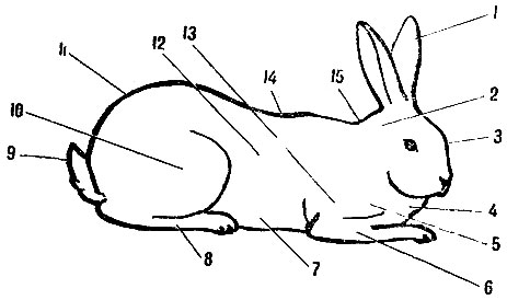 Стати кролика: 1 - уши; 2 - шея; 3 - голова; 4 - подгрудок; 5 - грудь; 6 - передние ноги; 7 - живот; 8 - задние ноги; 9 - хвост; 10 - бедро; 11 - круп; 12 - бок; 13 - плечо; 14 - спина; 15 - загривок