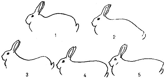 Пороки телосложения: 1 - горбатая спина; 2 - свислый круп; 3 - провислая спина; 4 - обрубленный круп; 5 - шилозадость