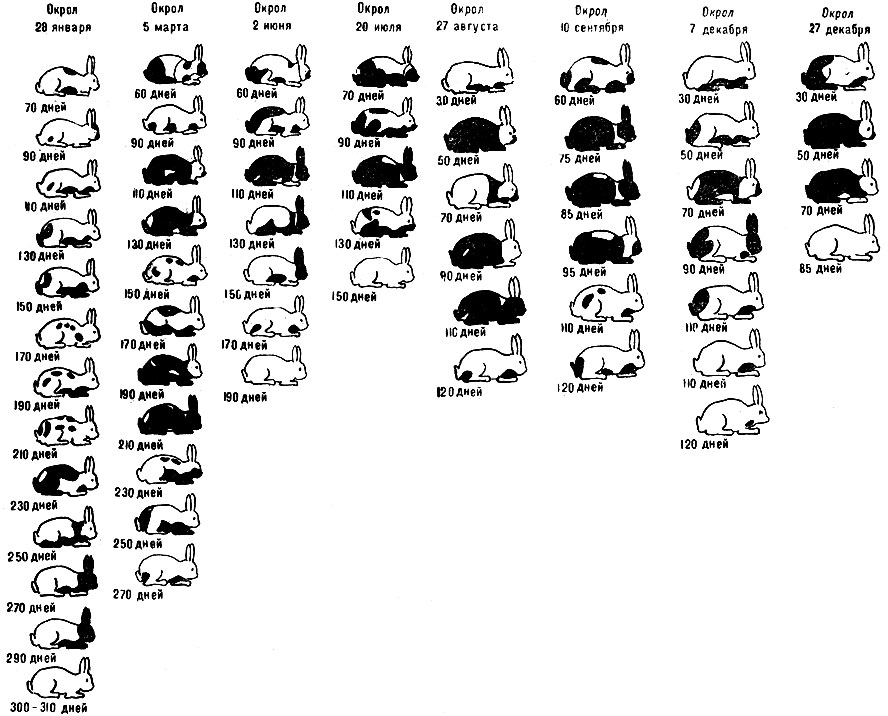 Последовательность линьки кроликов (места линьки обозначены чёрным)